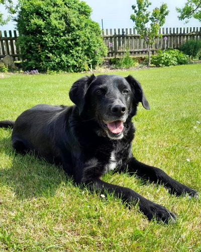 Rotihof Eins Hund treuer Begleiter Hofhüter Kumpel Aufpasser